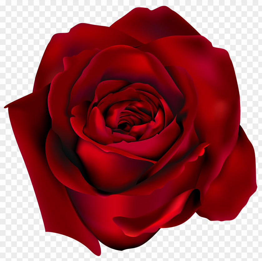 Transparent Red Rose Clipart Picture Clip Art PNG