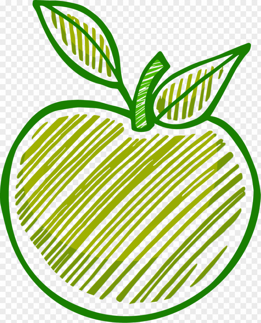 Vector Line Drawing Apples Apple PNG
