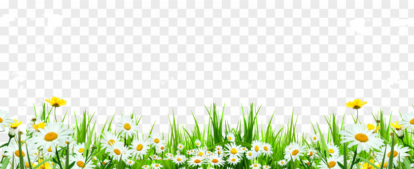 Cute Daisy Flowers Roadside Weeds Flower Download Icon PNG