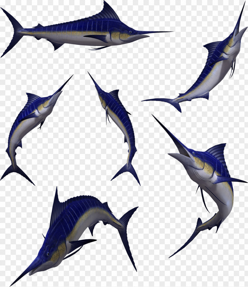 Fish Balls Swordfish Atlantic Blue Marlin Clip Art PNG