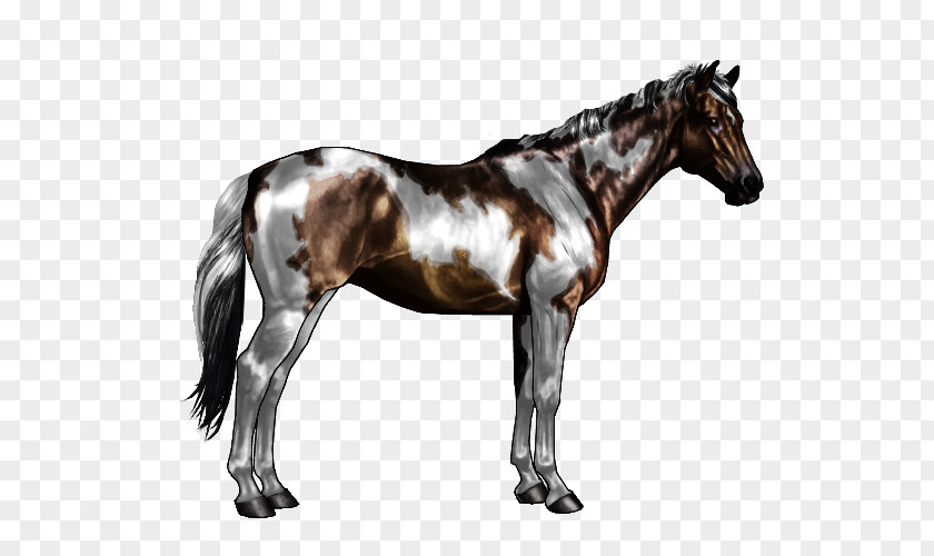 Horse Pattern American Paint Mane Appaloosa Pony Overo PNG