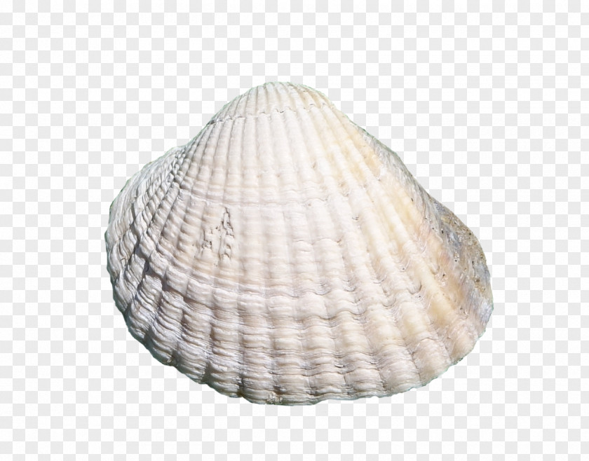 Seashell Clam Cockle PNG