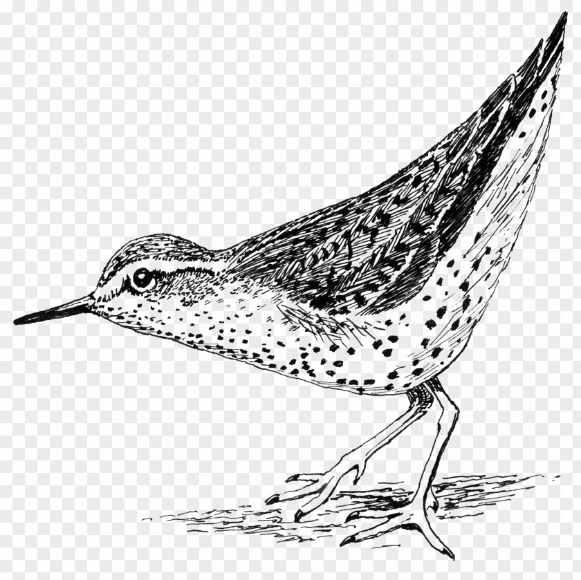 Spotted Snipe Sandpiper Drawing Purple Line Art PNG