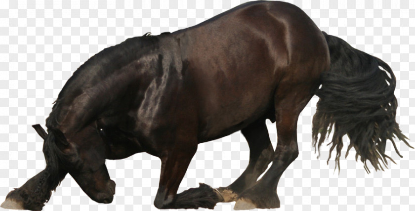 Friesian Horse PhotoScape PNG