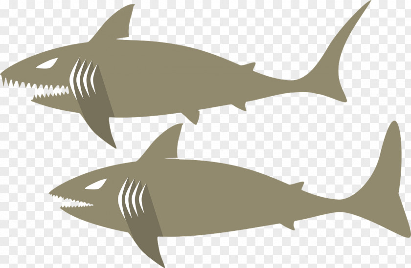 Gray Shark Requiem PNG