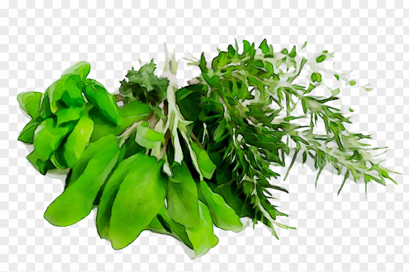 Herb Rosemary Clip Art Thymes PNG