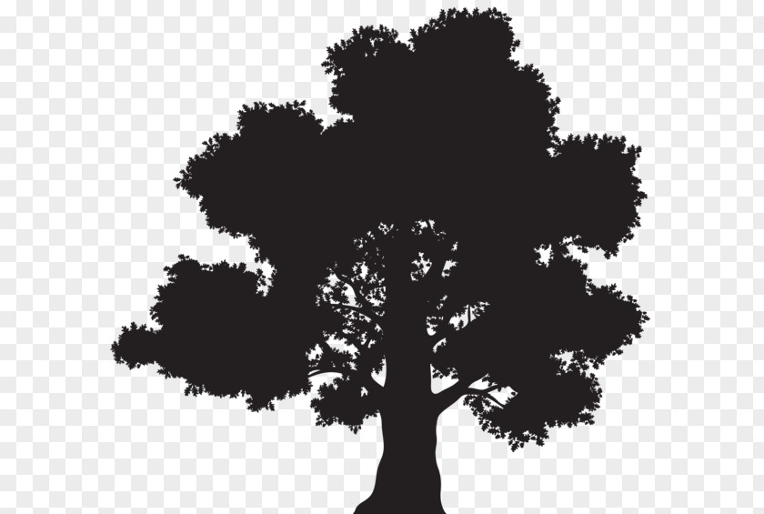 Tree Oak Leaf PNG