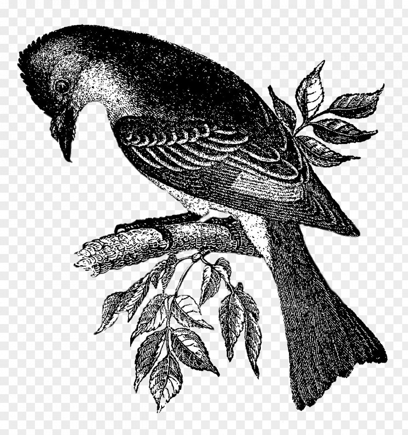 Vintage Birdcage Hawk Bird Black And White Drawing Beak PNG