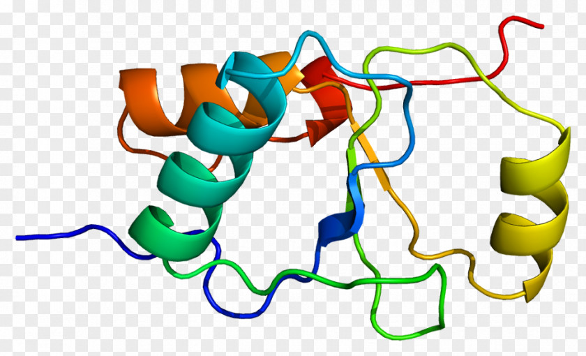 XRCC1 XRCC3 DNA Repair Protein PNG