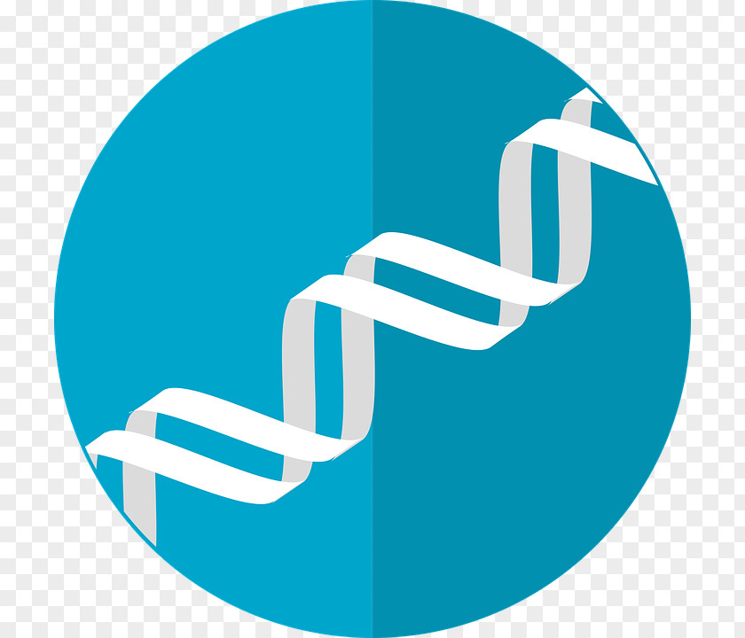 Dna Vector Genetics DNA Nucleic Acid Double Helix PNG