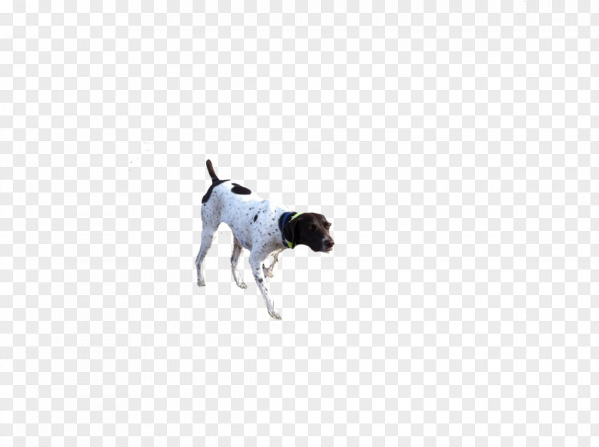 Dog Breed Sporting Group Leash Paw PNG