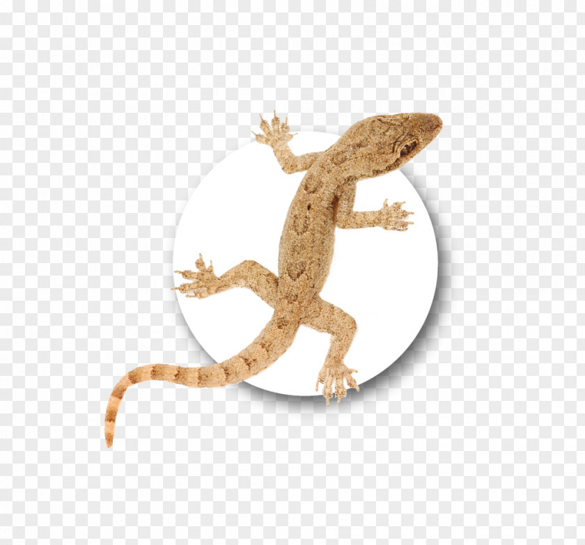 Gecko Fauna Dragon Lizards PNG