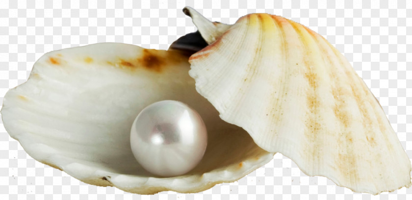 Shell Pearl Seashell Earring Gemstone PNG