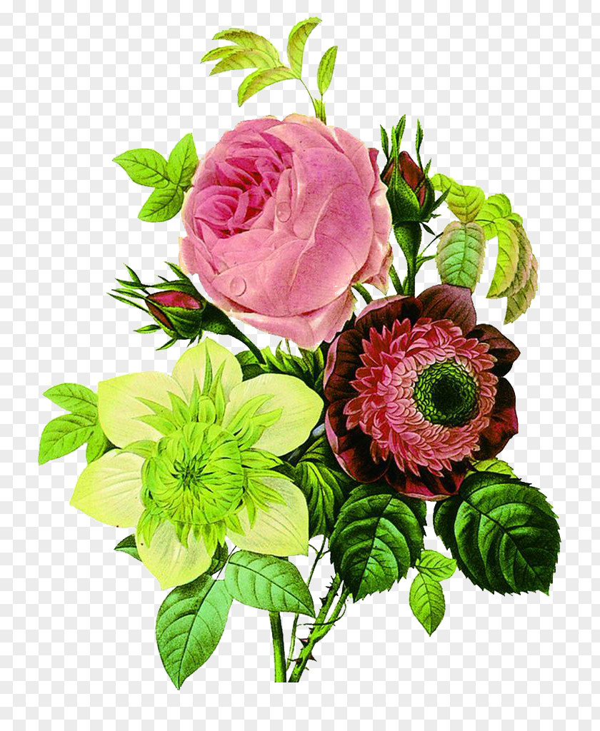 Tricolor Bouquet Vector Flower Botany Botanical Illustration Floral Design PNG