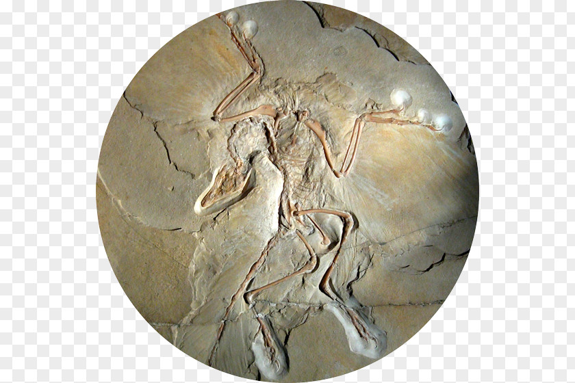 Bird Archaeopteryx Museum Für Naturkunde Origin Of Birds Sinornithosaurus PNG
