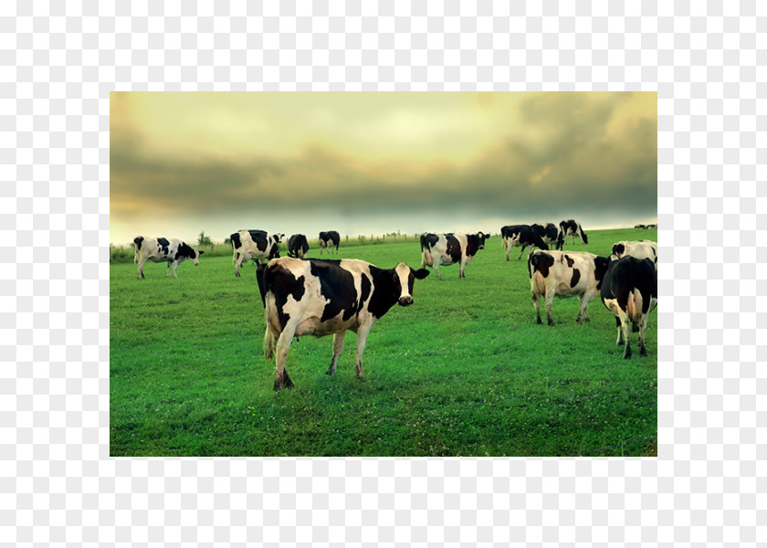 Cow Wallpaper Beef Cattle Desktop High-definition Television PNG