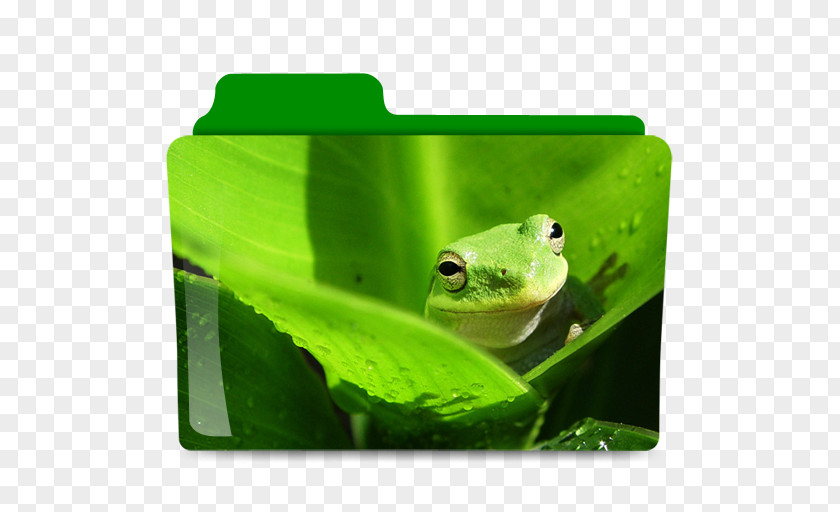 Frog White-lipped Tree Desktop Wallpaper PNG