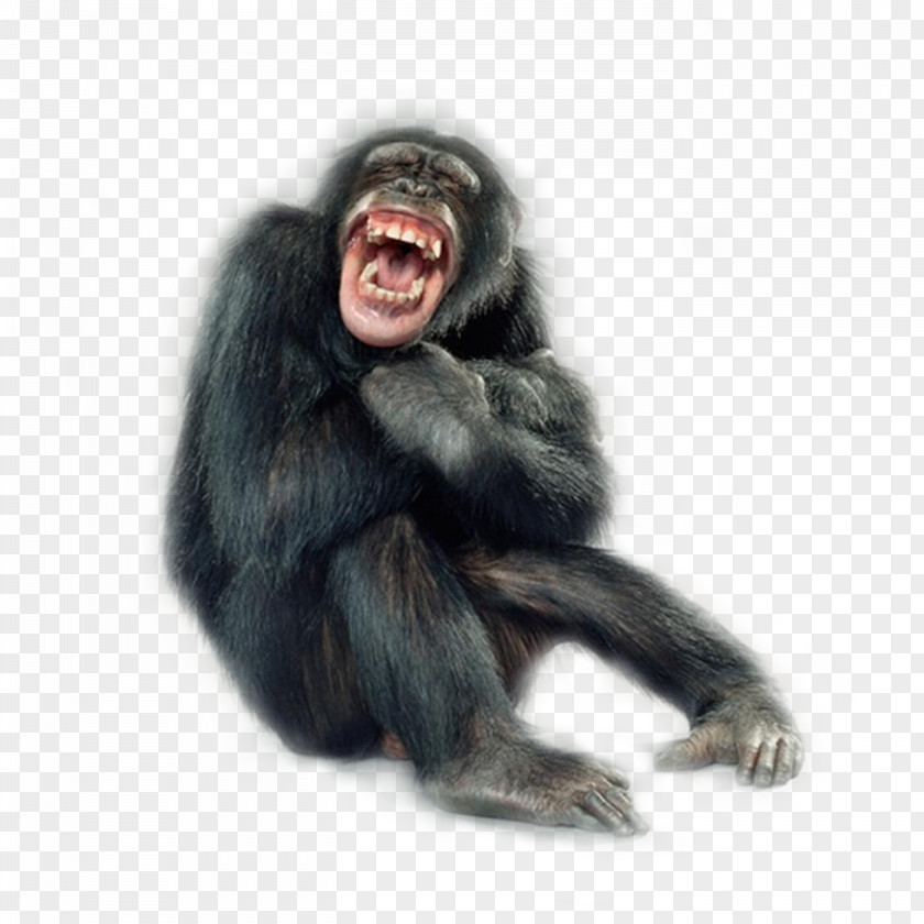 Gorilla Primate Monkey Portraits Chimpanzee Macaque PNG