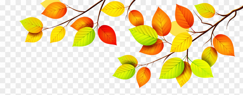 Leaf Yellow Plant PNG