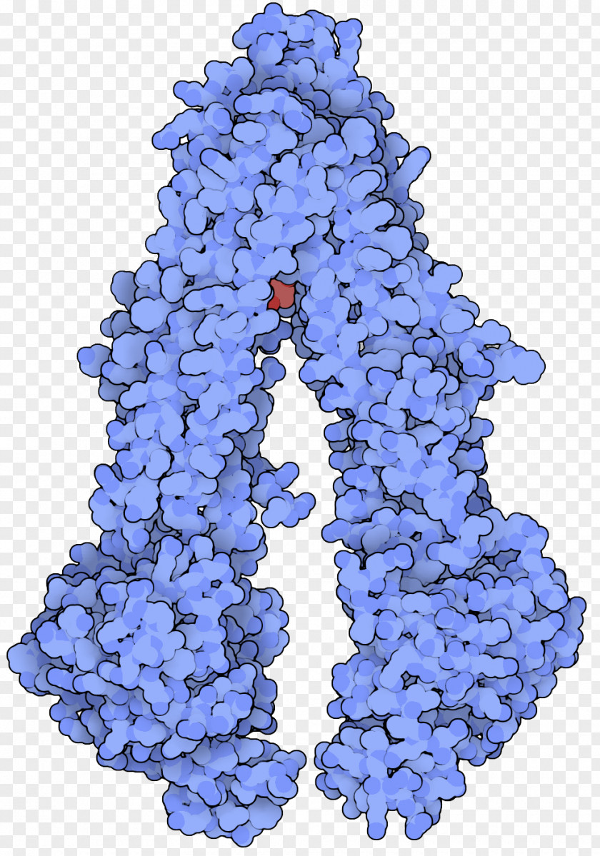 Molecule P-glycoprotein Cell PNG
