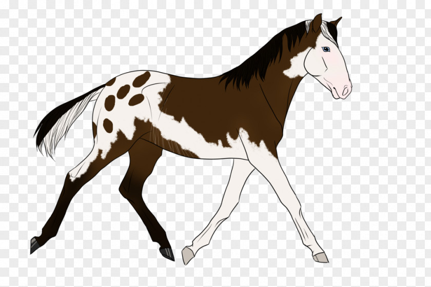 Mustang Foal Stallion Colt Mare PNG