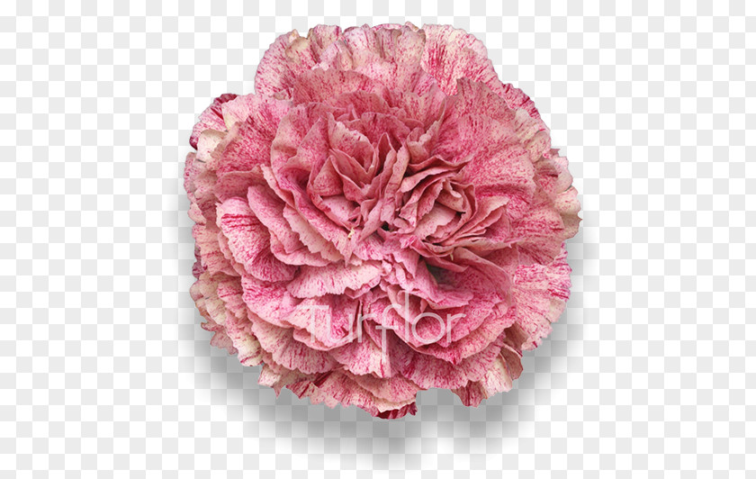 Samai Carnation Cabbage Rose Cut Flowers Pink M PNG