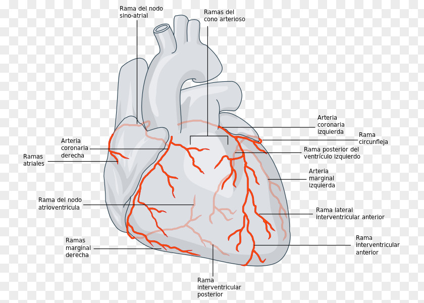 3 March Coronary Circulation Arteries Left Artery Disease PNG