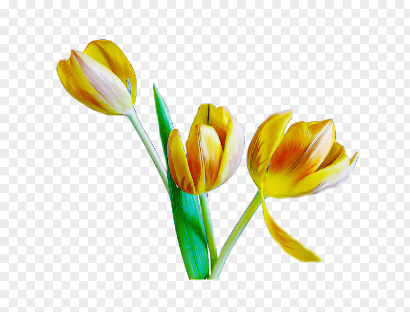 Artificial Flower PNG