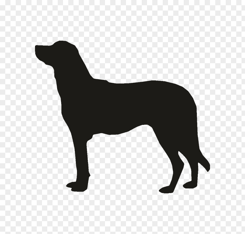 Australian Shepherd Boston Terrier Labrador Retriever Anatolian Dog Breed German Bernese Mountain PNG