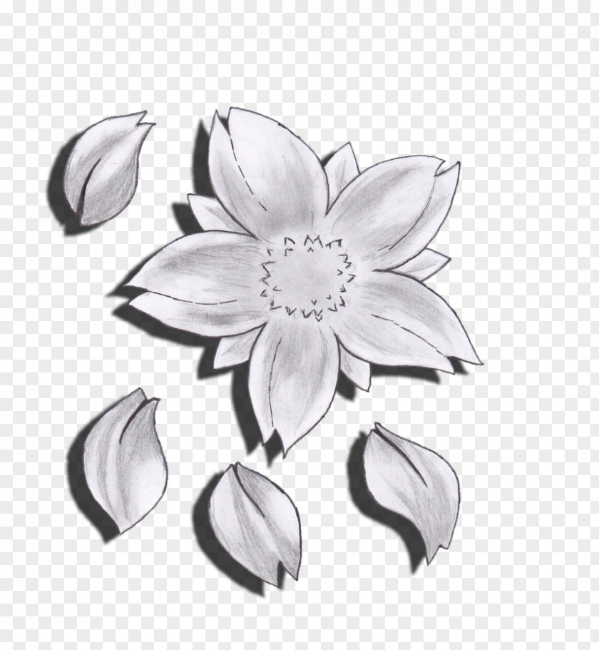 Drawing Flower Cherry Blossom Sketch PNG