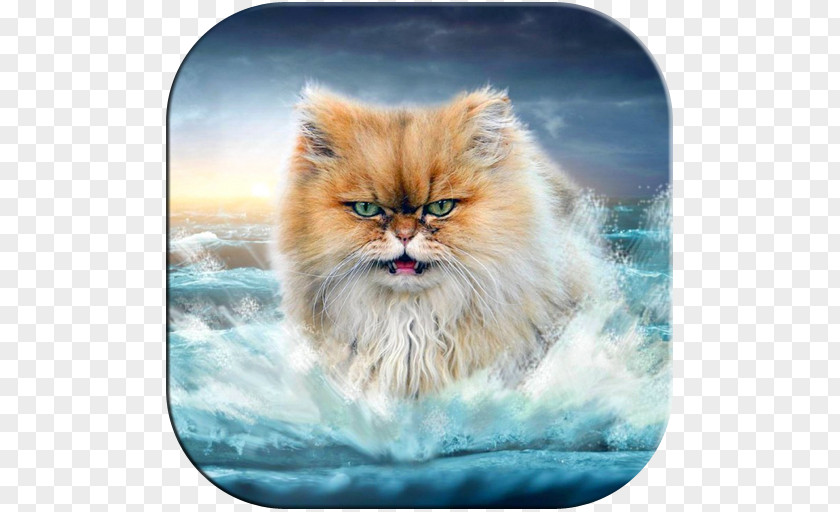 Cat Lolcat Desktop Wallpaper IPhone 6 PNG