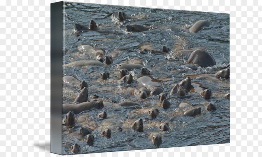 Harbor Seal Sea Lion Wildlife Fauna PNG