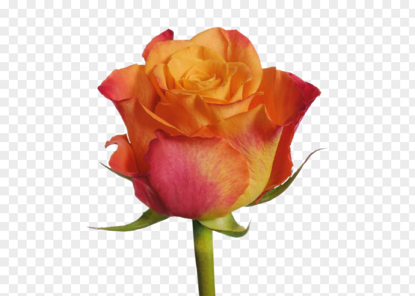 Rose Garden Roses Cut Flowers Plant PNG