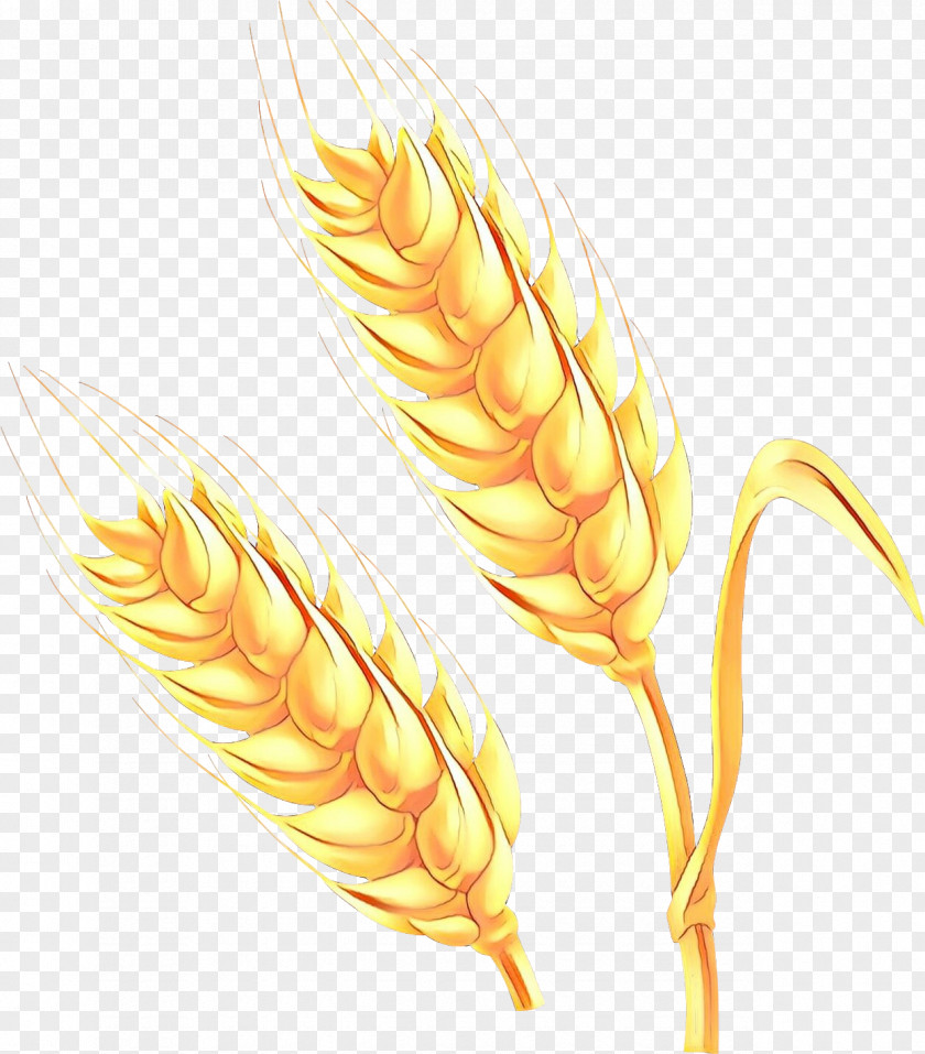 Rye Quill Wheat Cartoon PNG