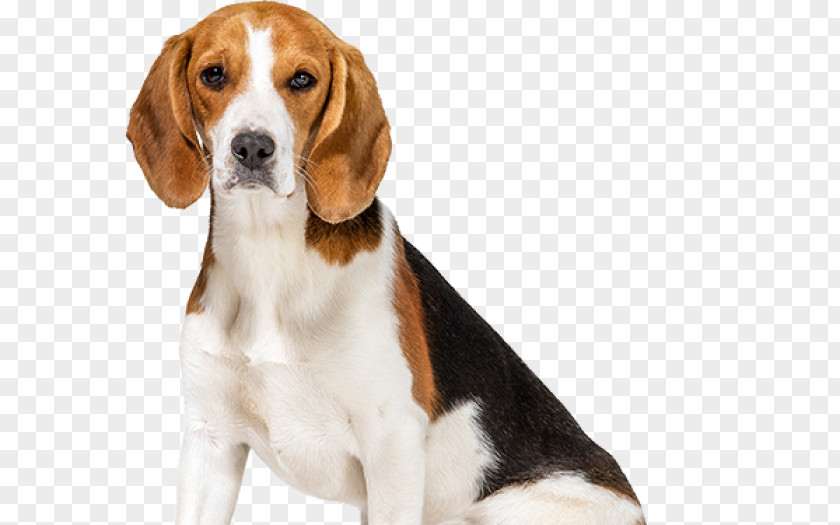T-shirt Beagle German Shepherd Pet Coat PNG