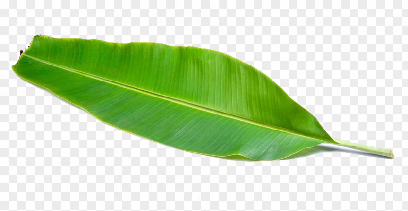 Tender Green Banana Leaves PNG green banana leaves clipart PNG