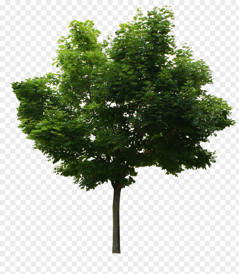 Tree PNG