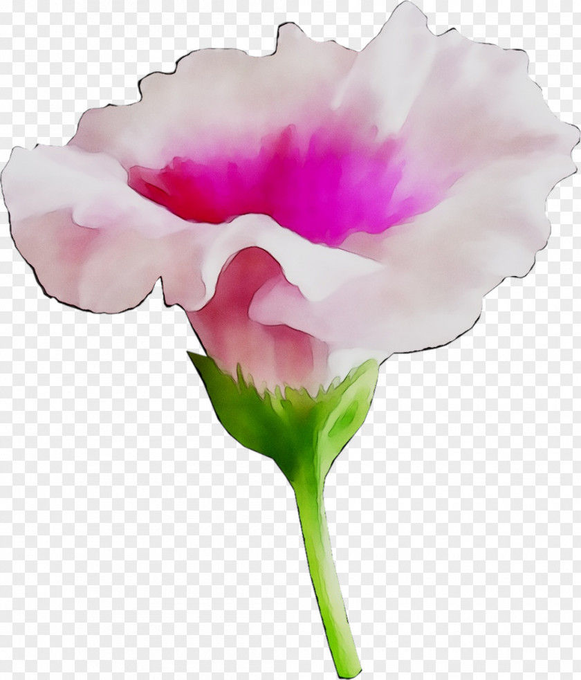 Carnation Cut Flowers Rose Family Plant Stem PNG