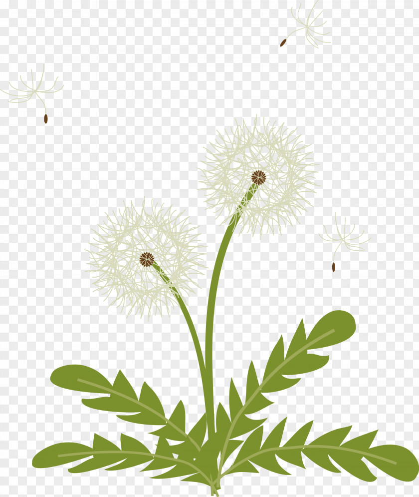 Common Daisy Clip Art Oxeye Drawing PNG