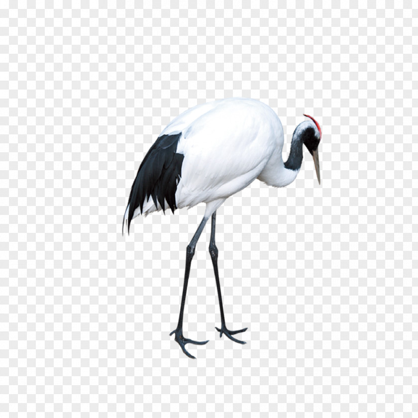 Crane Red-crowned Download PNG