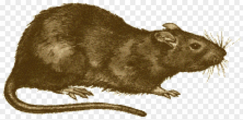 Flea Brown Rat Black Death Rodent Oriental PNG