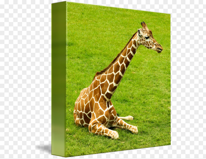 Giraffe Fauna Grassland Wildlife Terrestrial Animal PNG
