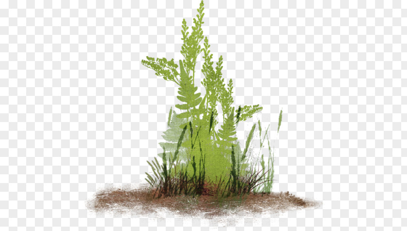 Herbaceous Plant Garden Lawn Clip Art PNG
