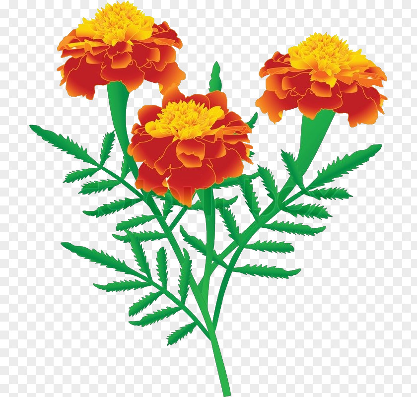 Marigold Drawing Stock Photography Clip Art PNG