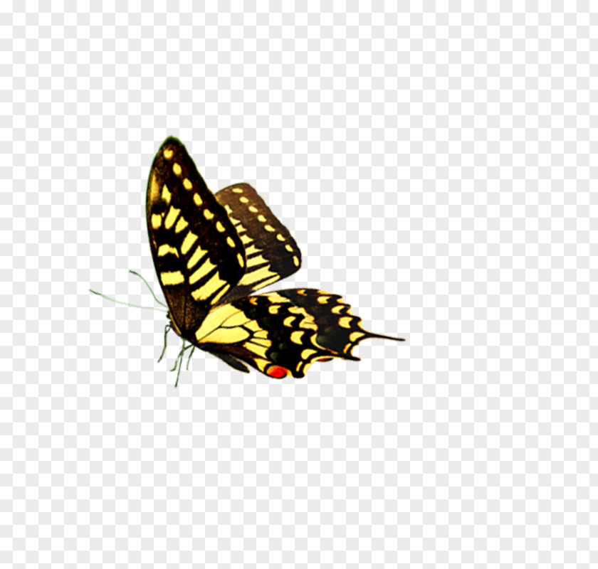 Butterfly Fly Car PNG