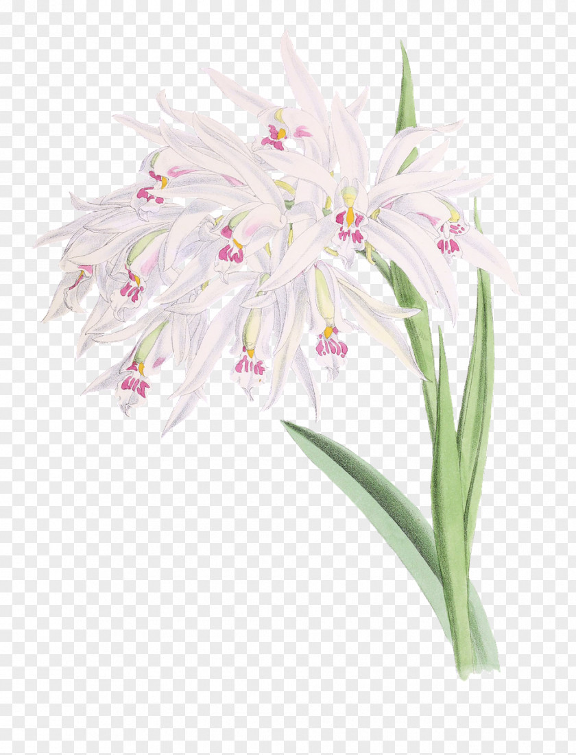 Hyacinth Cut Flowers Hyacinthus Orientalis Clip Art PNG
