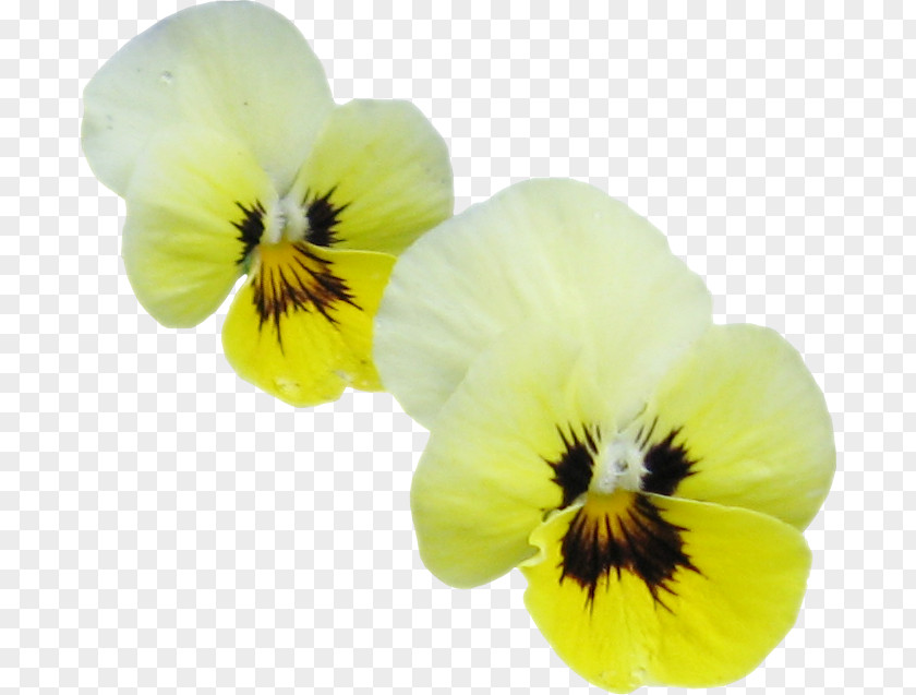 Pansy Petal PNG