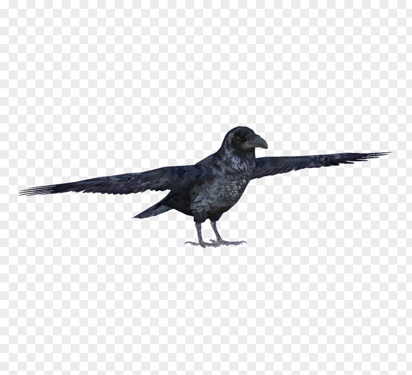 Perching Bird Crows Cartoon PNG