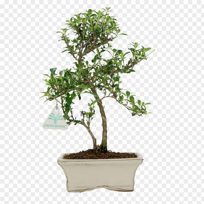 Sageretia Theezans Flowering Plant Tea Tree PNG