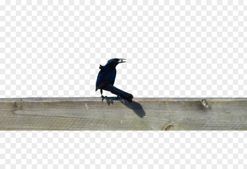 Black Crow Longboard Skateboarding Freeboard Angle PNG